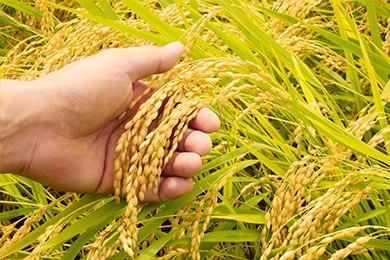 みえの安心食材