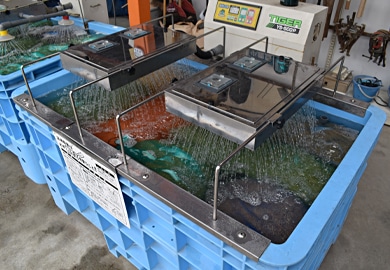 種もみの発芽作業