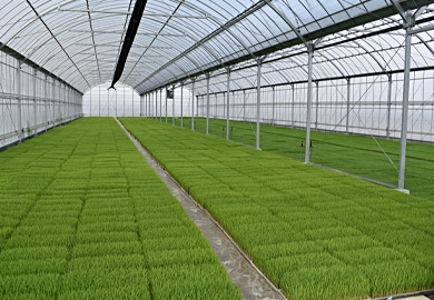 温室ハウス育苗