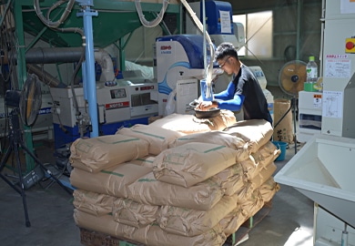 収穫枚の乾燥、調整作業