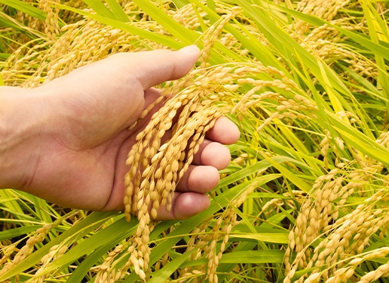 みえの安心食材に認定